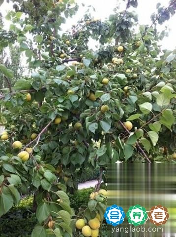 新乡市福康中心养老院