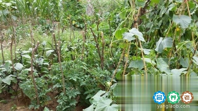 幸福园老年公寓环境15